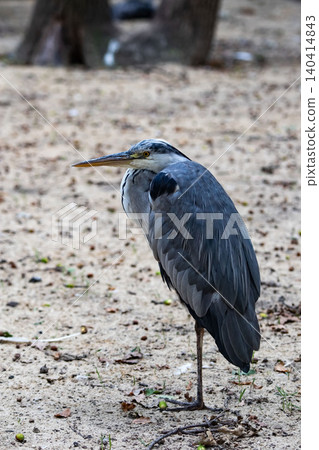 Grey heron standing still on sandy ground in park Grey heron standing still on sandy ground in park 140414843