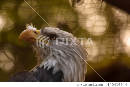 Bald eagle head closeup portrait with bokeh background Bald eagle head closeup portrait with bokeh background 140414844