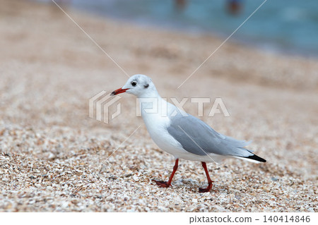 Black headed gull walking on shell sandy beach Black headed gull walking on shell sandy beach 140414846