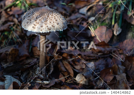 Parasol mushroom growing among fallen autumn leaves Parasol mushroom growing among fallen autumn leaves 140414862