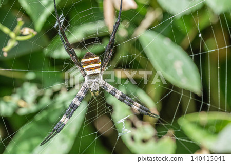 Araneidae 140415041