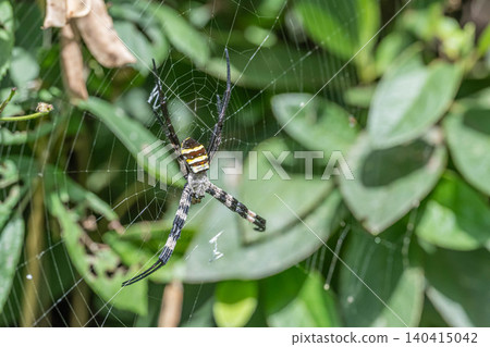 Koganegmo Koganegmo 140415042