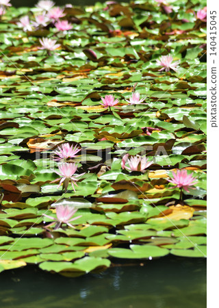 平安神宮西庭白虎池中的睡蓮(京都市左京區) 平安神宮西庭白虎池中的睡蓮(京都市左京區) 140415045