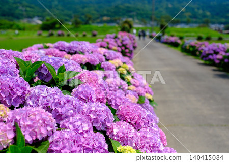 Take a leisurely stroll along the country roads: Scenes from the Kaisei Town Hydrangea Festival 140415084