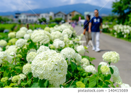 A middle-aged couple enjoying a hydrangea date at the Kaisei Town Hydrangea Festival. A middle-aged couple enjoying a hydrangea date at the Kaisei Town Hydrangea Festival. 140415089