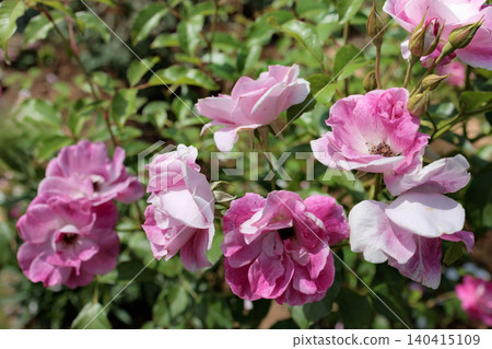 Colorful roses that heal the hearts of many people Colorful roses that heal the hearts of many people 140415109