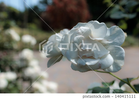Colorful roses that heal the hearts of many people Colorful roses that heal the hearts of many people 140415111