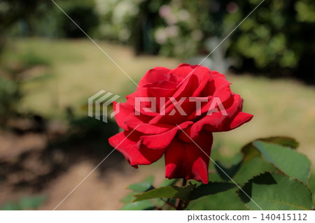 Colorful roses that heal the hearts of many people Colorful roses that heal the hearts of many people 140415112