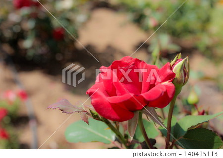 Colorful roses that heal the hearts of many people Colorful roses that heal the hearts of many people 140415113