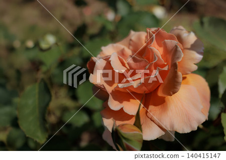 Colorful roses that heal the hearts of many people Colorful roses that heal the hearts of many people 140415147