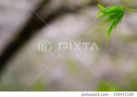 Maple leaves swaying in the spring breeze Maple leaves swaying in the spring breeze 140415186