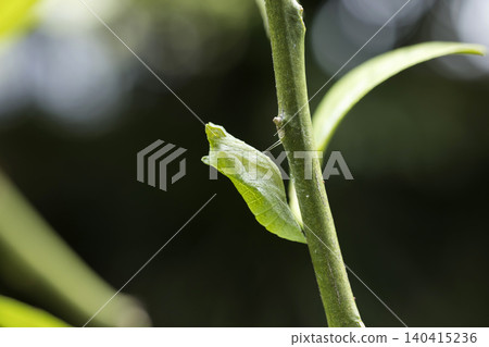 A swallowtail butterfly larva that has just turned into a chrysalis. 140415236