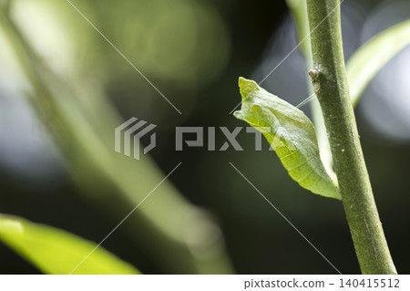 A swallowtail butterfly larva that has just turned into a chrysalis. 140415512