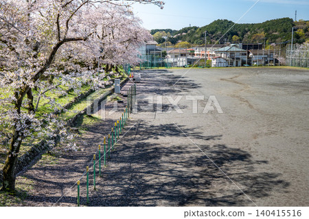 春日里,學校操場兩旁櫻花盛開。 春日里,學校操場兩旁櫻花盛開。 140415516
