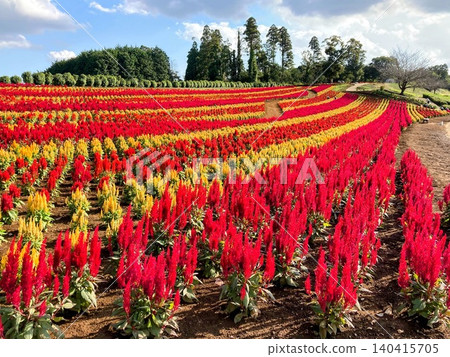 The colorful flower fields of Tokyo German Village The colorful flower fields of Tokyo German Village 140415705
