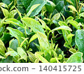 Tea fields in the rain 140415725