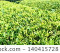 Tea fields in the rain 140415728