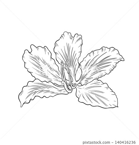 Hand drawn Bauhinia purpurea flower Hand drawn Bauhinia purpurea flower 140416236