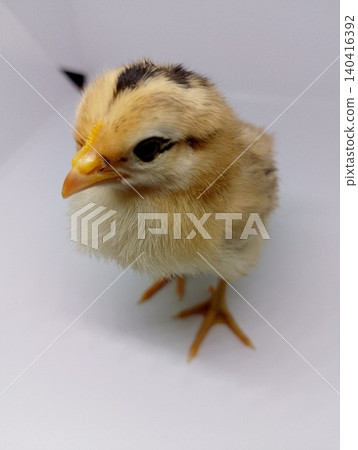 Healthy Day-Old Chicken Chick Portrait Healthy Day-Old Chicken Chick Portrait 140416392