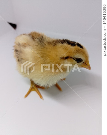 Farm Raised Baby Chicken Isolated Farm Raised Baby Chicken Isolated 140416396