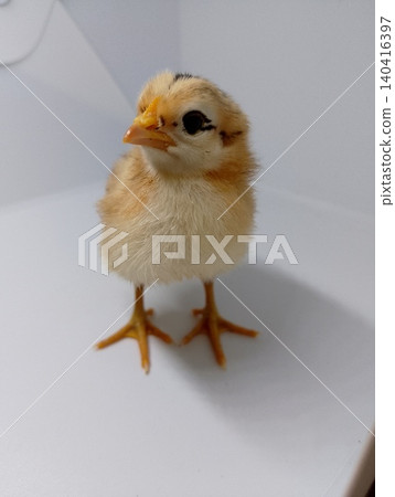 Tiny Chick Portrait for Agriculture Concept 140416397