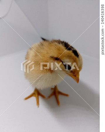Newly Hatched Chick Standing Alone Newly Hatched Chick Standing Alone 140416398