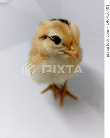 Cute Newborn Chick Isolated on White Background Cute Newborn Chick Isolated on White Background 140416401
