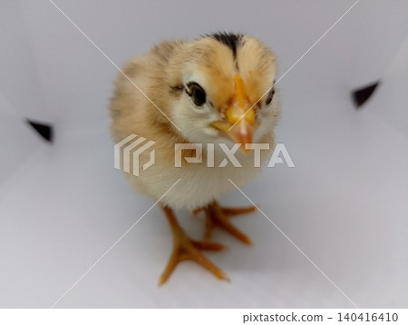 Young Domestic Chicken Isolated Background Young Domestic Chicken Isolated Background 140416410