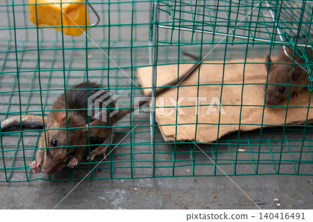 Live Rat Captured in Humane Wire Cage Trap Indoors Pest Control and Rodent Management Concept Live Rat Captured in Humane Wire Cage Trap Indoors Pest Control and Rodent Management Concept 140416491