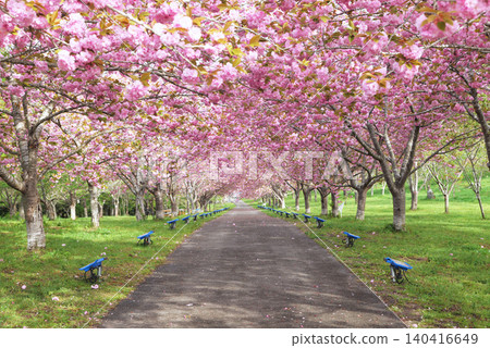 Rashomon Sakura Park (Cherry Blossom Tunnel) 51950- Rashomon Sakura Park (Cherry Blossom Tunnel) 51950- 140416649
