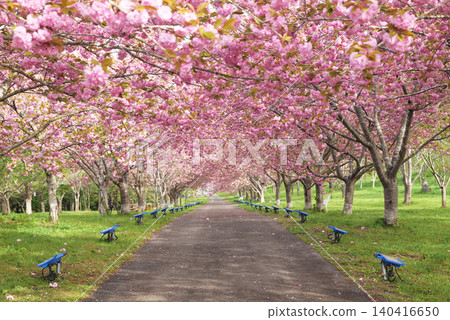 Rashomon Sakura Park (Cherry Blossom Tunnel) 51952 140416650
