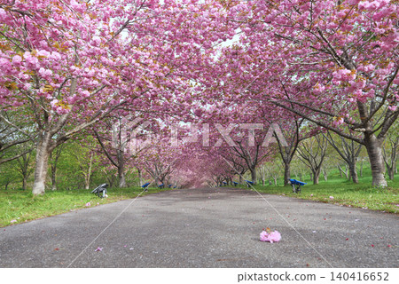 羅生門櫻花公園(櫻花隧道)51960- 羅生門櫻花公園(櫻花隧道)51960- 140416652
