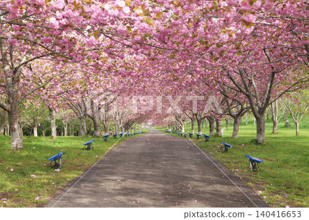 羅生門櫻花公園(櫻花隧道)51963 羅生門櫻花公園(櫻花隧道)51963 140416653