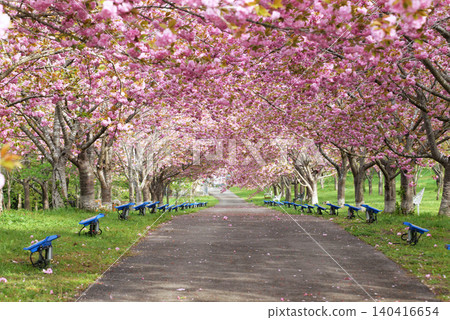 羅生門櫻花公園(櫻花隧道)51968 羅生門櫻花公園(櫻花隧道)51968 140416654