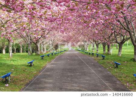 羅生門櫻花公園(櫻花隧道)52000- 羅生門櫻花公園(櫻花隧道)52000- 140416660