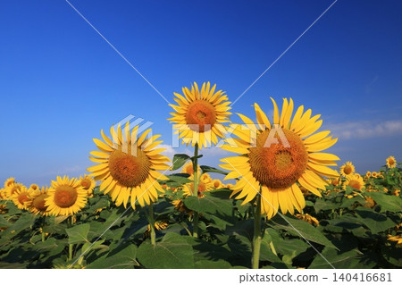 sunflower 4244 sunflower 4244 140416681