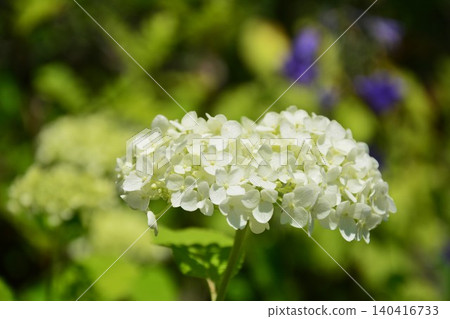 白色繡球花，品種為安娜貝爾，初夏開花。 140416733