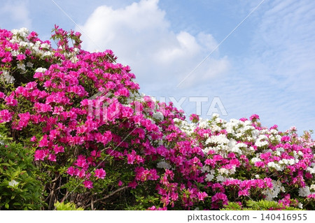 Kanagawa Prefecture, Yokosuka City, Otawa Azalea Hill Kanagawa Prefecture, Yokosuka City, Otawa Azalea Hill 140416955