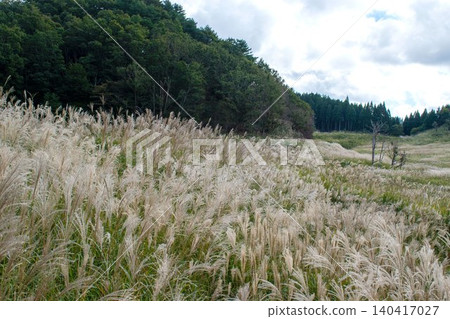 兵庫縣上川町富峰高原上大片的日本蒲葦草。 兵庫縣上川町富峰高原上大片的日本蒲葦草。 140417027