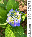 Hydrangea macrophylla with very gentle colors 140417078
