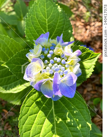 Hydrangea macrophylla with very gentle colors Hydrangea macrophylla with very gentle colors 140417078