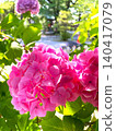 These hydrangeas are so pretty with their pink color. 140417079