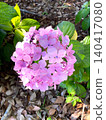 Hydrangea shining in sunny weather 140417080