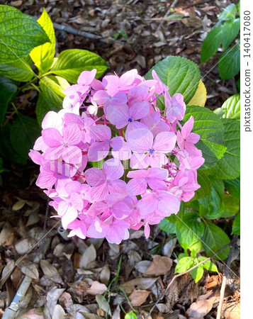 Hydrangea shining in sunny weather Hydrangea shining in sunny weather 140417080