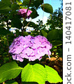 Hydrangeas illuminated by a spotlight 140417081