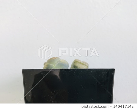 黑色花盆裡的生石花，背景是白牆（留有空白區域） 140417142