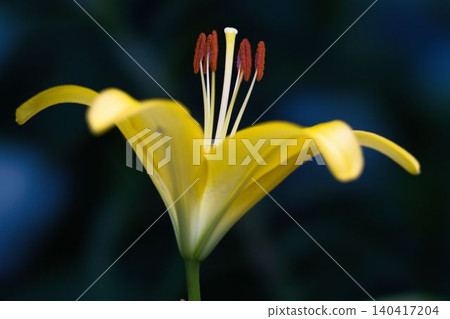Beautiful trumpet lilies Beautiful trumpet lilies 140417204