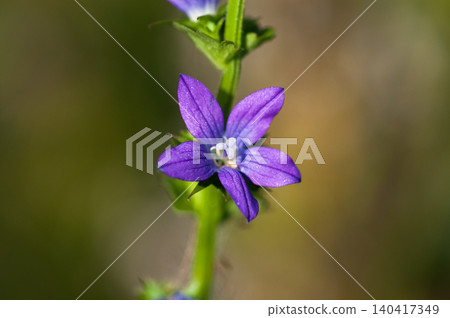 Balloon flower (Kikyosou) Balloon flower (Kikyosou) 140417349