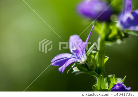 Balloon flower (Kikyosou) Balloon flower (Kikyosou) 140417353
