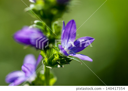 Balloon flower (Kikyosou) Balloon flower (Kikyosou) 140417354